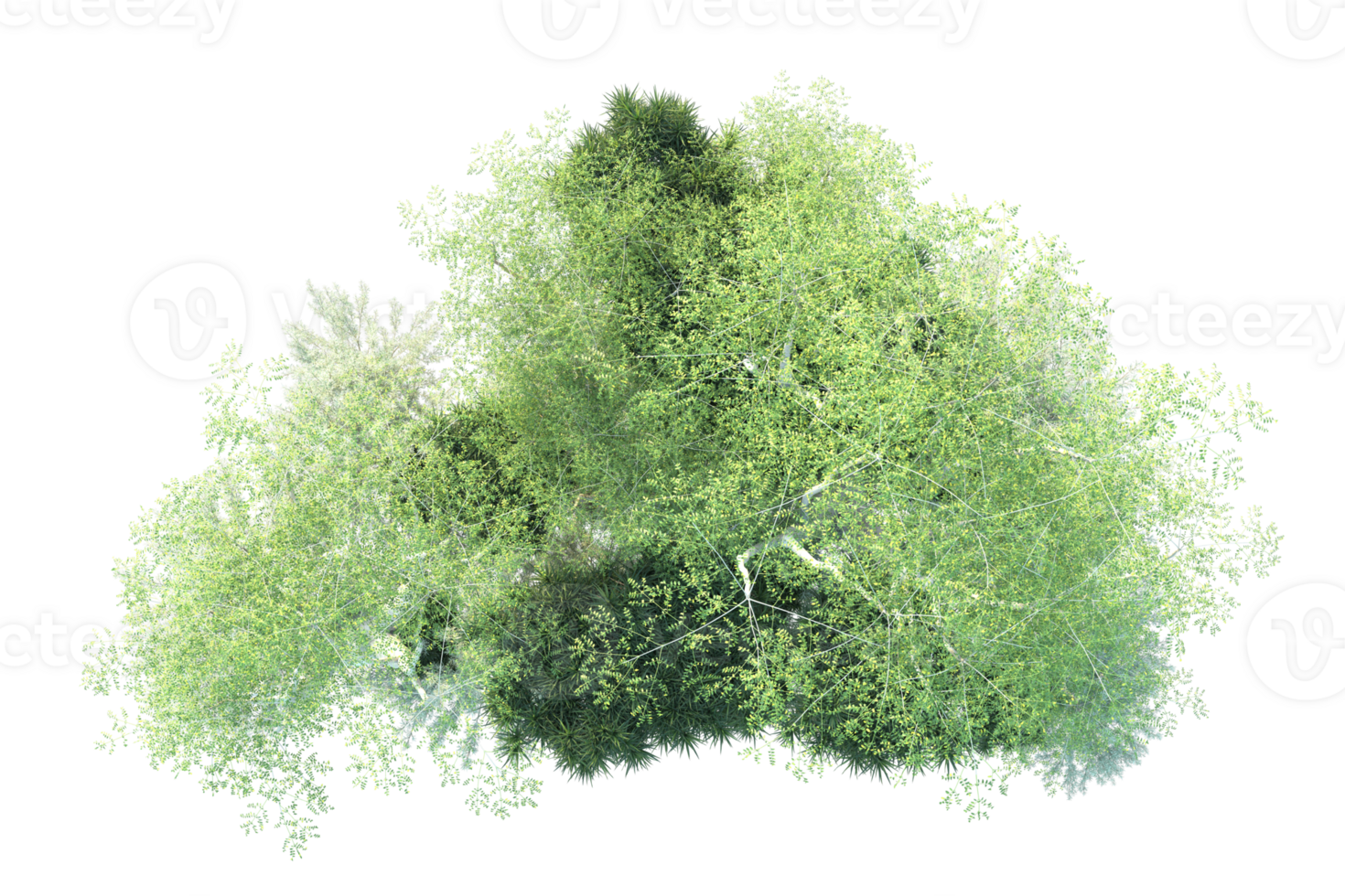 Tropical forest isolated on transparent background. 3d rendering - illustration png