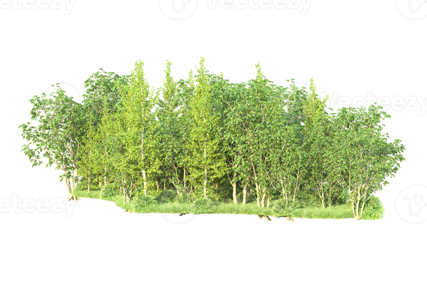 Tropical forest isolated on transparent background. 3d rendering - illustration png