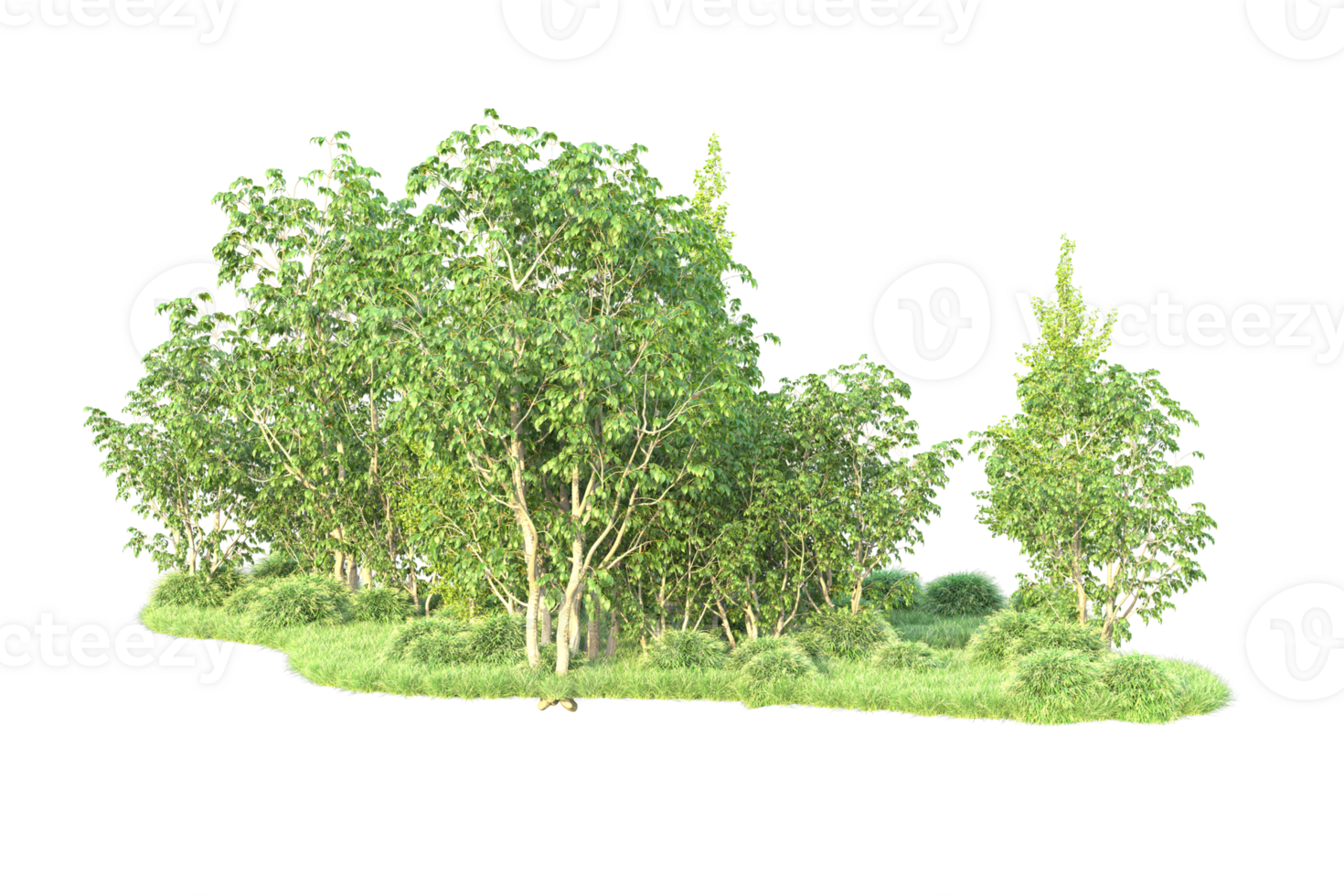 Tropical forest isolated on transparent background. 3d rendering - illustration png