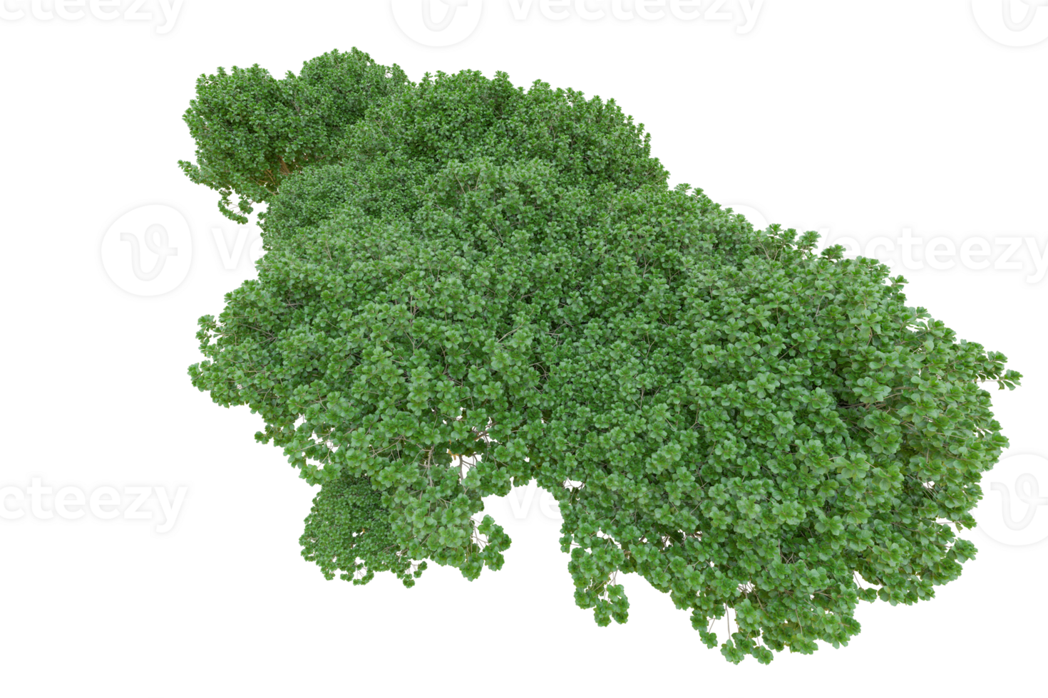 Tropical forest isolated on transparent background. 3d rendering - illustration png