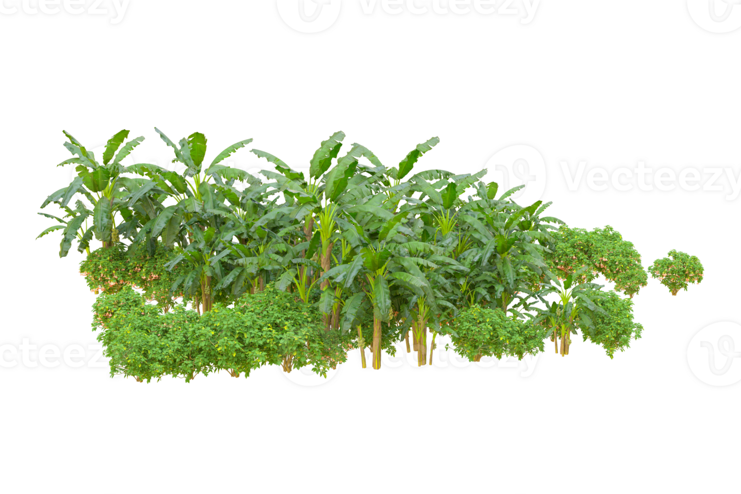 Tropical forest isolated on transparent background. 3d rendering - illustration png