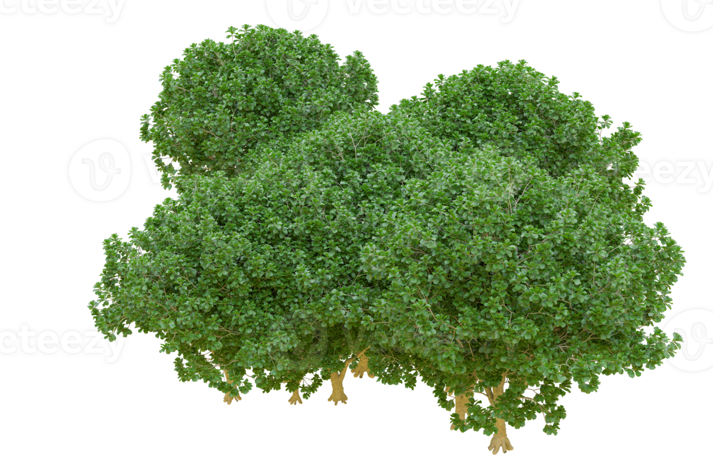 Tropical forest isolated on transparent background. 3d rendering - illustration png