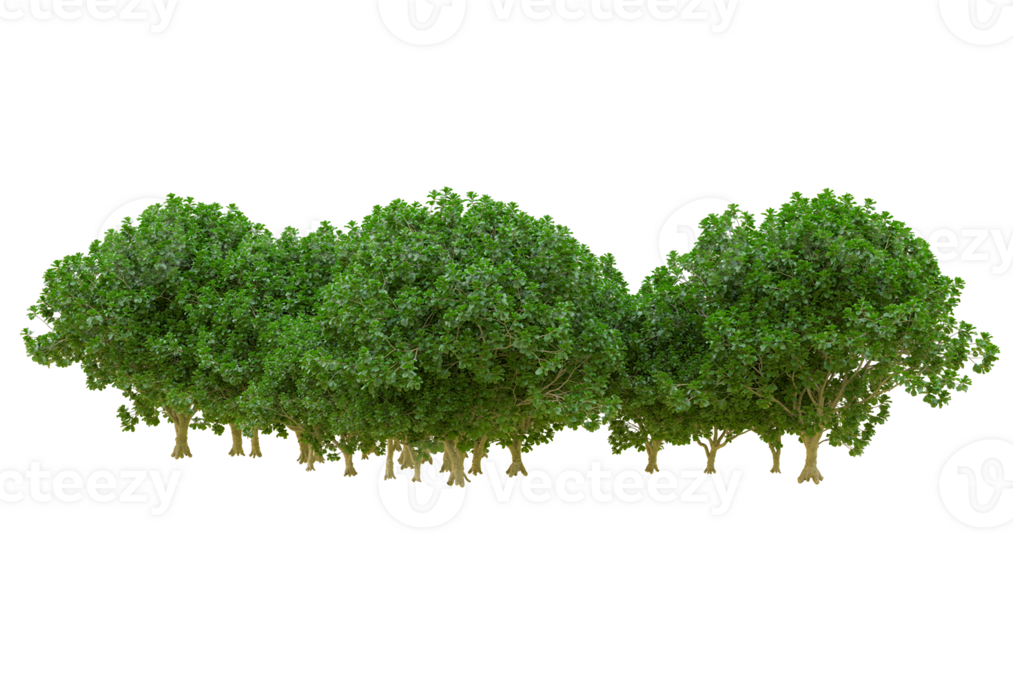 Tropical forest isolated on transparent background. 3d rendering - illustration png