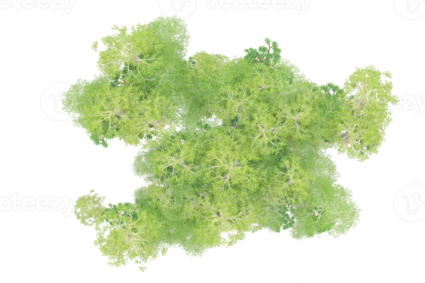 Tropical forest isolated on transparent background. 3d rendering - illustration png