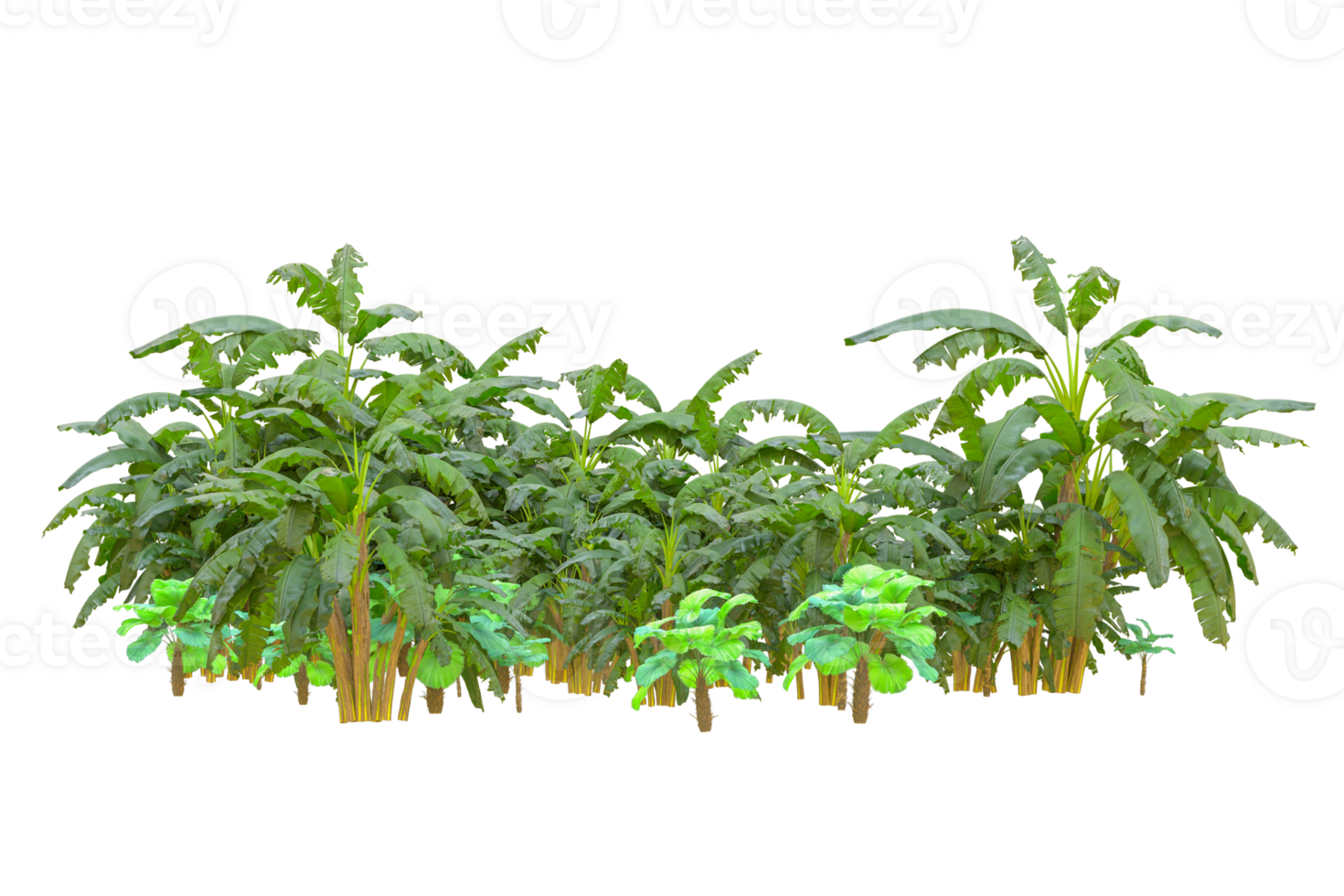 Tropical forest isolated on transparent background. 3d rendering - illustration png