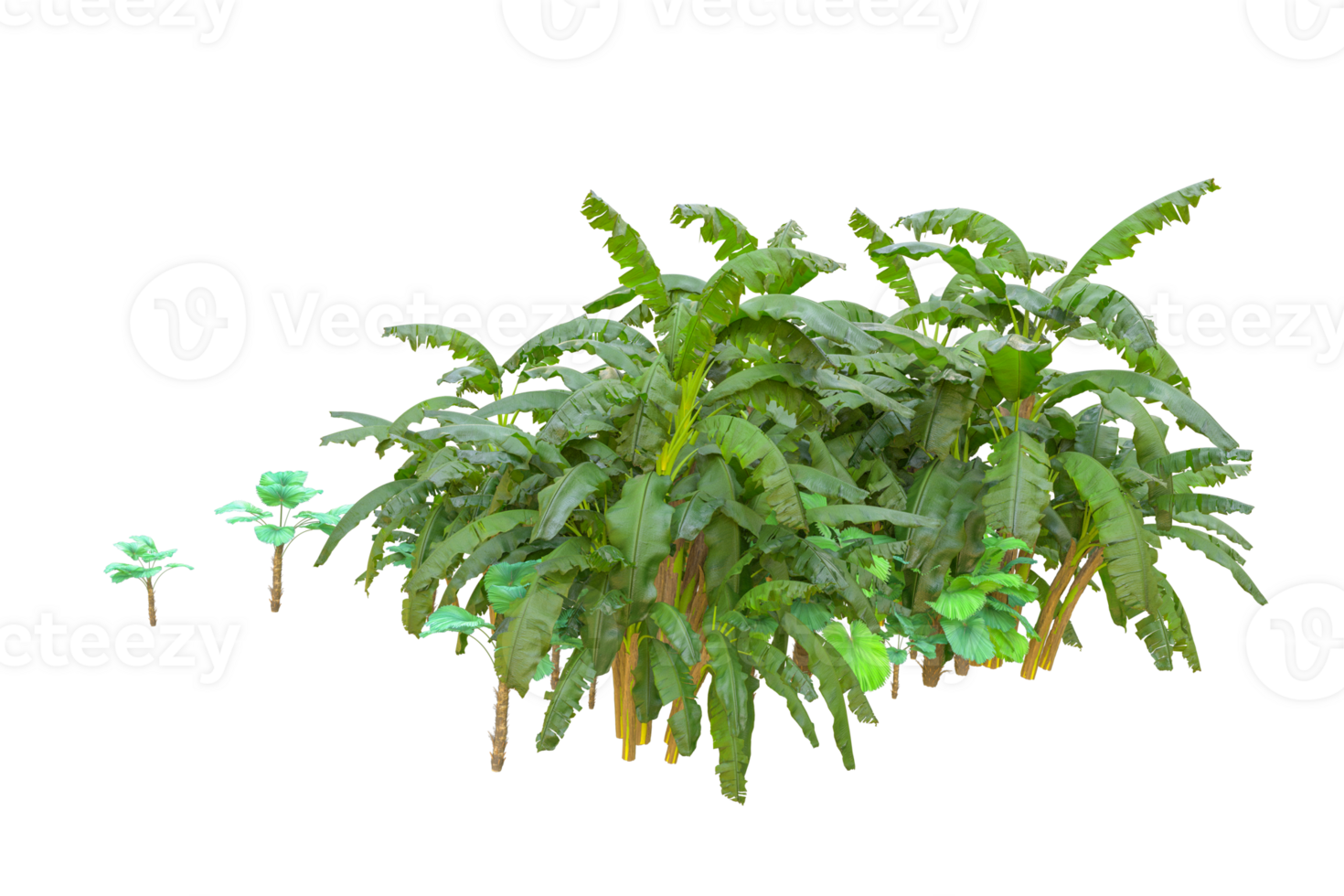 Tropical forest isolated on transparent background. 3d rendering - illustration png