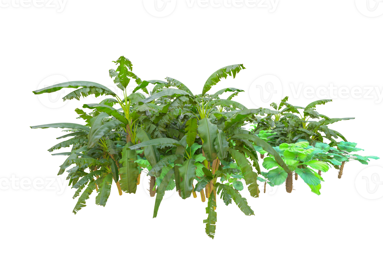 Tropical forest isolated on transparent background. 3d rendering - illustration png