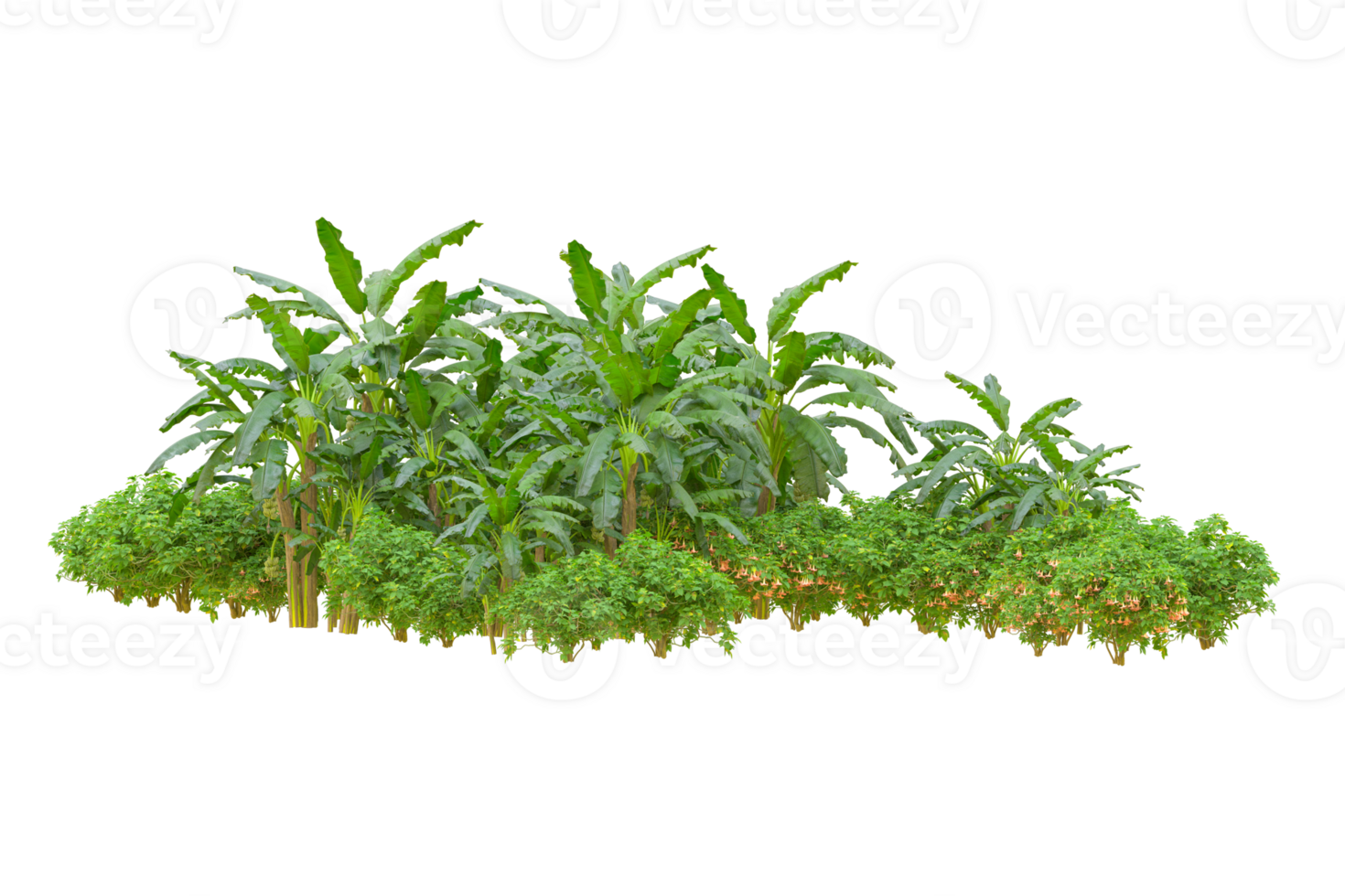 Tropical forest isolated on transparent background. 3d rendering - illustration png