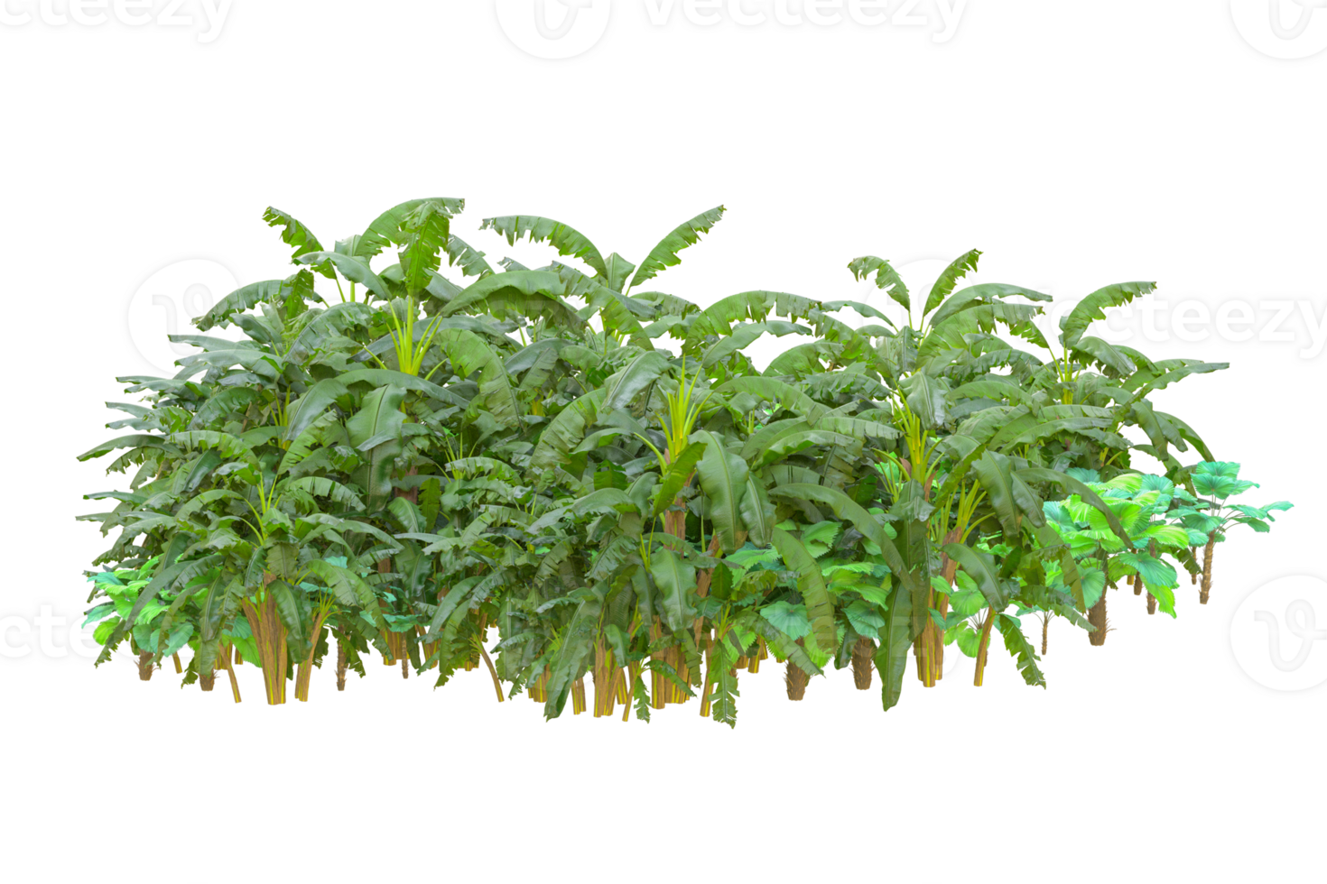 Tropical forest isolated on transparent background. 3d rendering - illustration png