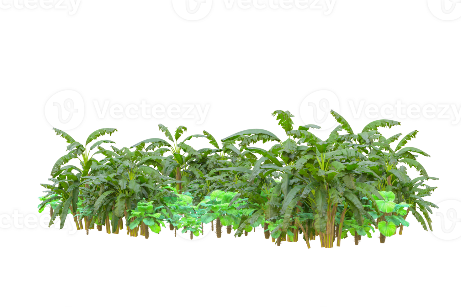 Tropical forest isolated on transparent background. 3d rendering - illustration png