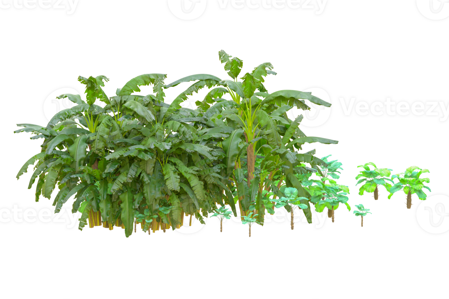 Tropical forest isolated on transparent background. 3d rendering - illustration png
