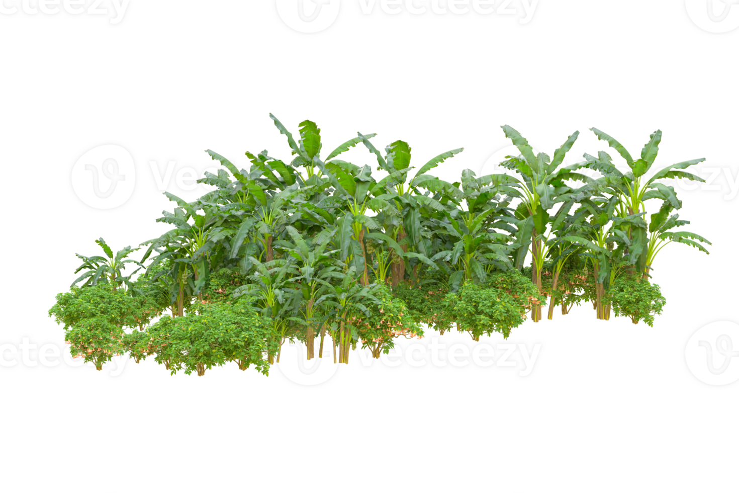 Tropical forest isolated on transparent background. 3d rendering - illustration png