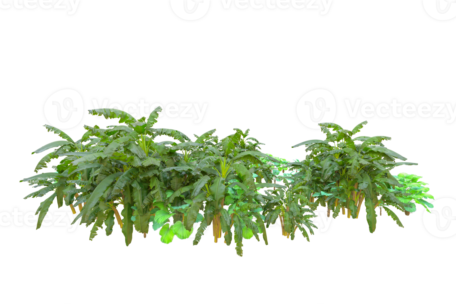 Tropical forest isolated on transparent background. 3d rendering - illustration png