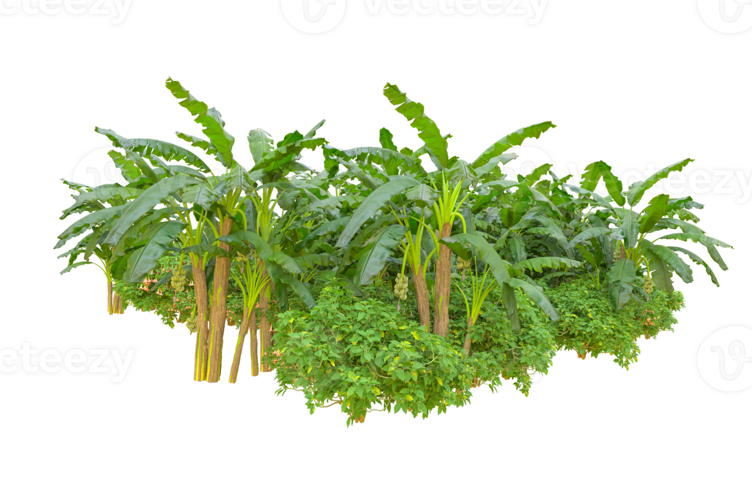 Tropical forest isolated on transparent background. 3d rendering - illustration png