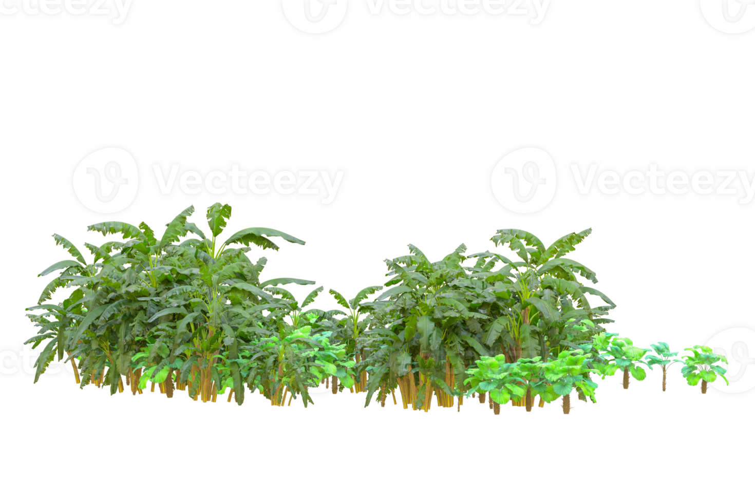 Tropical forest isolated on transparent background. 3d rendering - illustration png