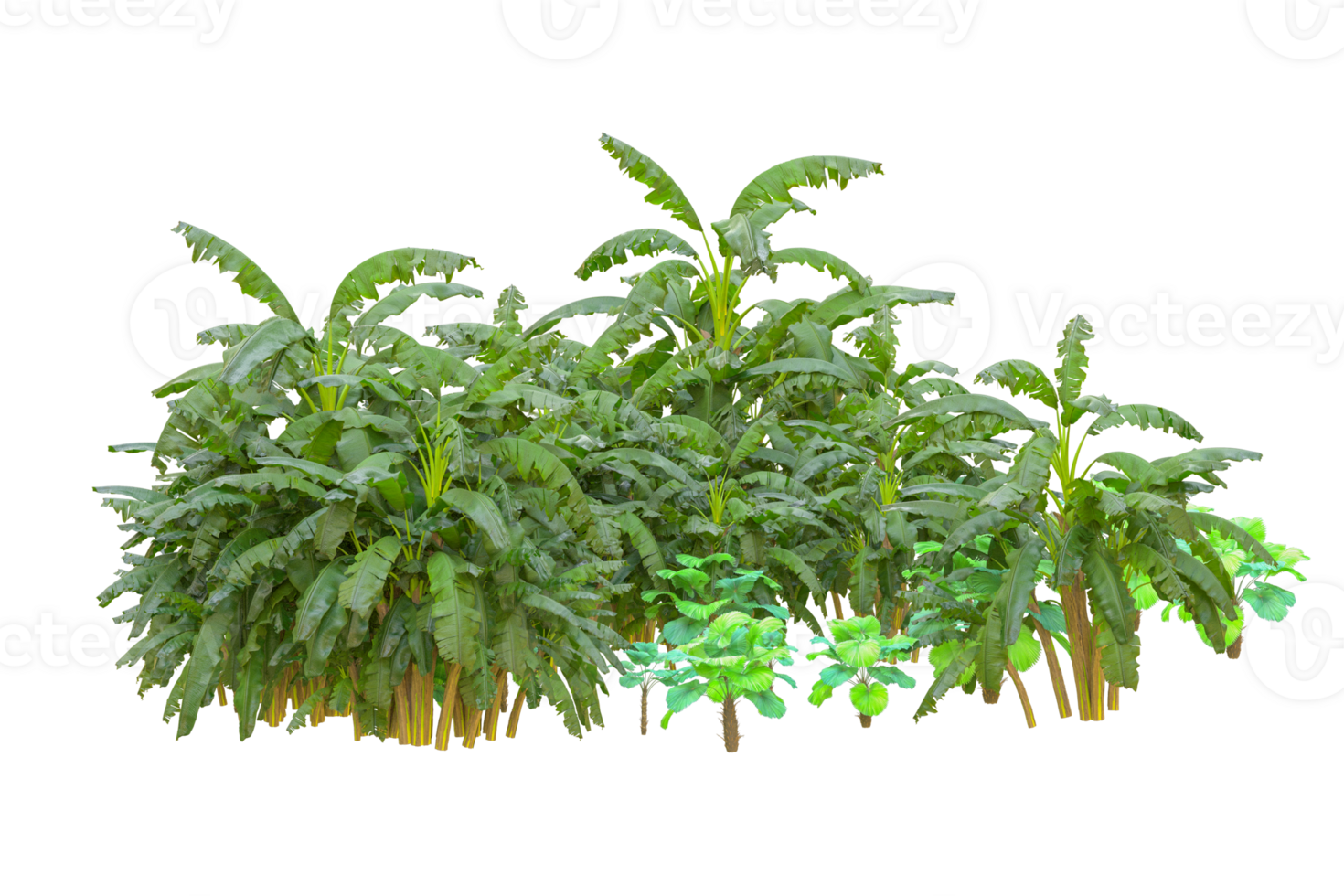 Tropical forest isolated on transparent background. 3d rendering - illustration png
