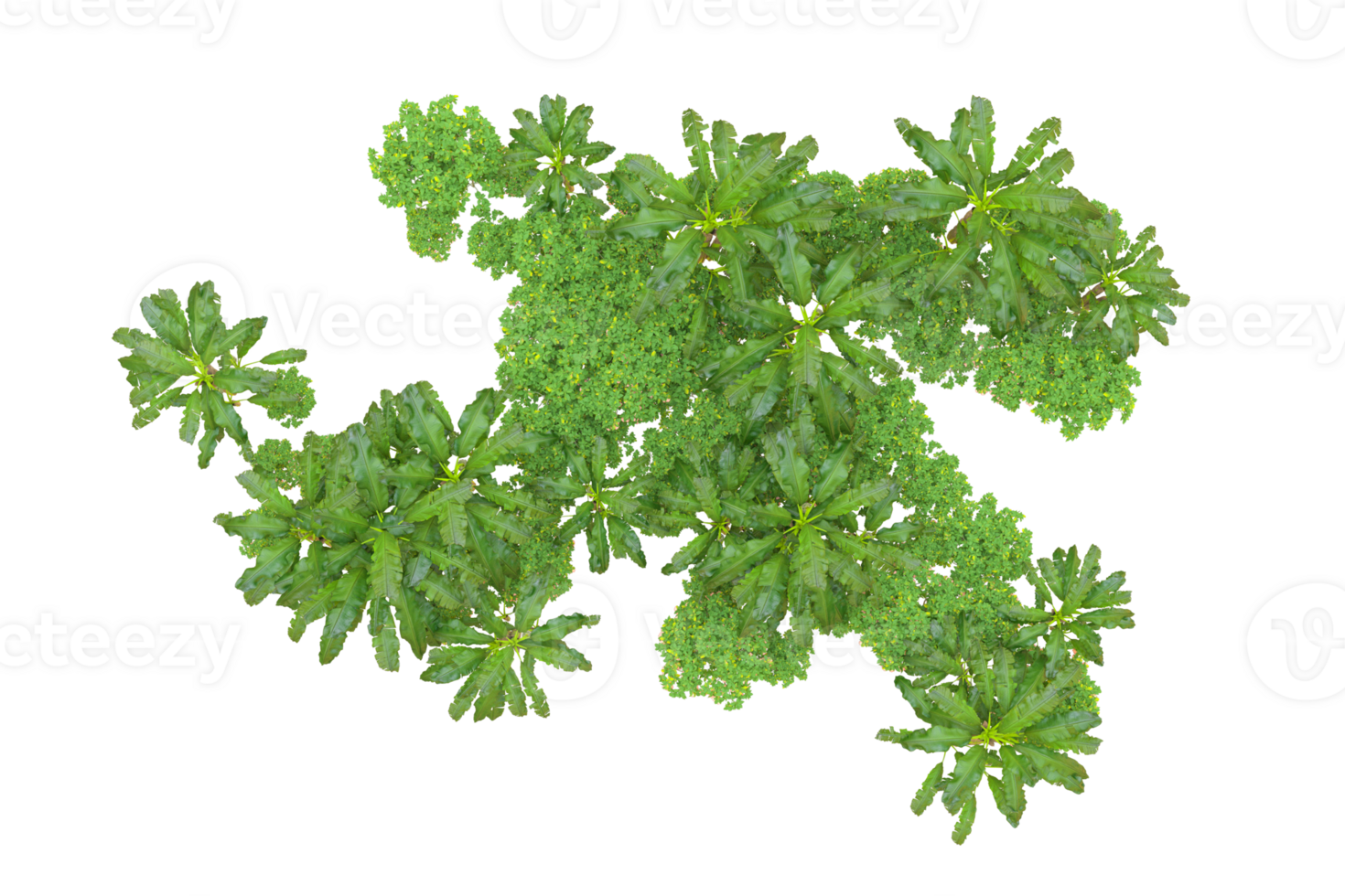 Tropical forest isolated on transparent background. 3d rendering - illustration png