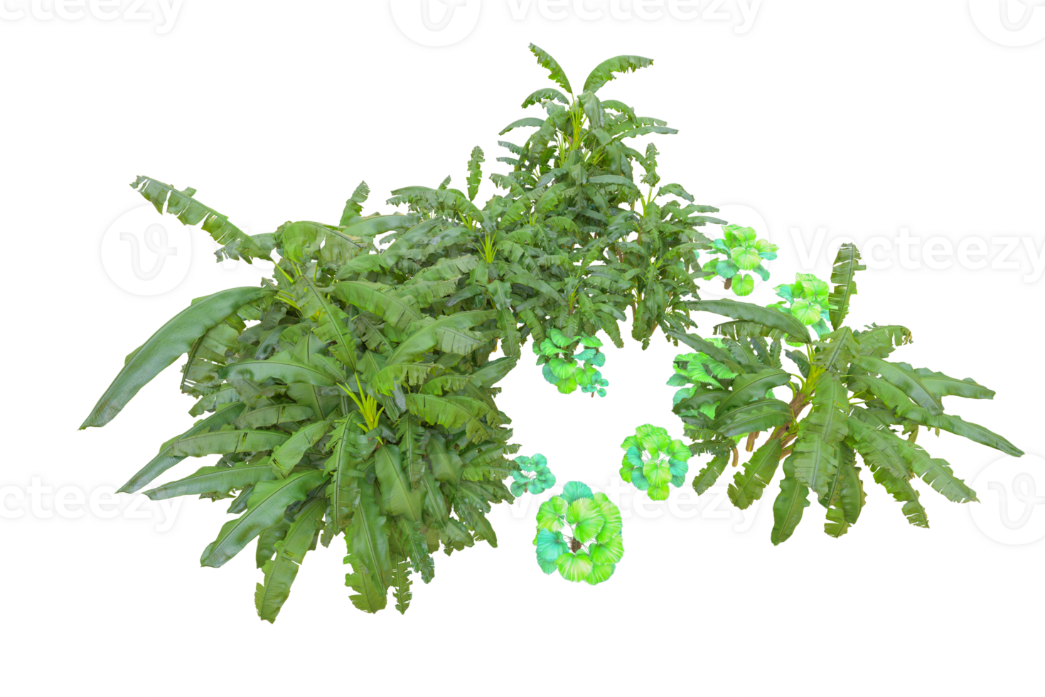 Tropical forest isolated on transparent background. 3d rendering - illustration png