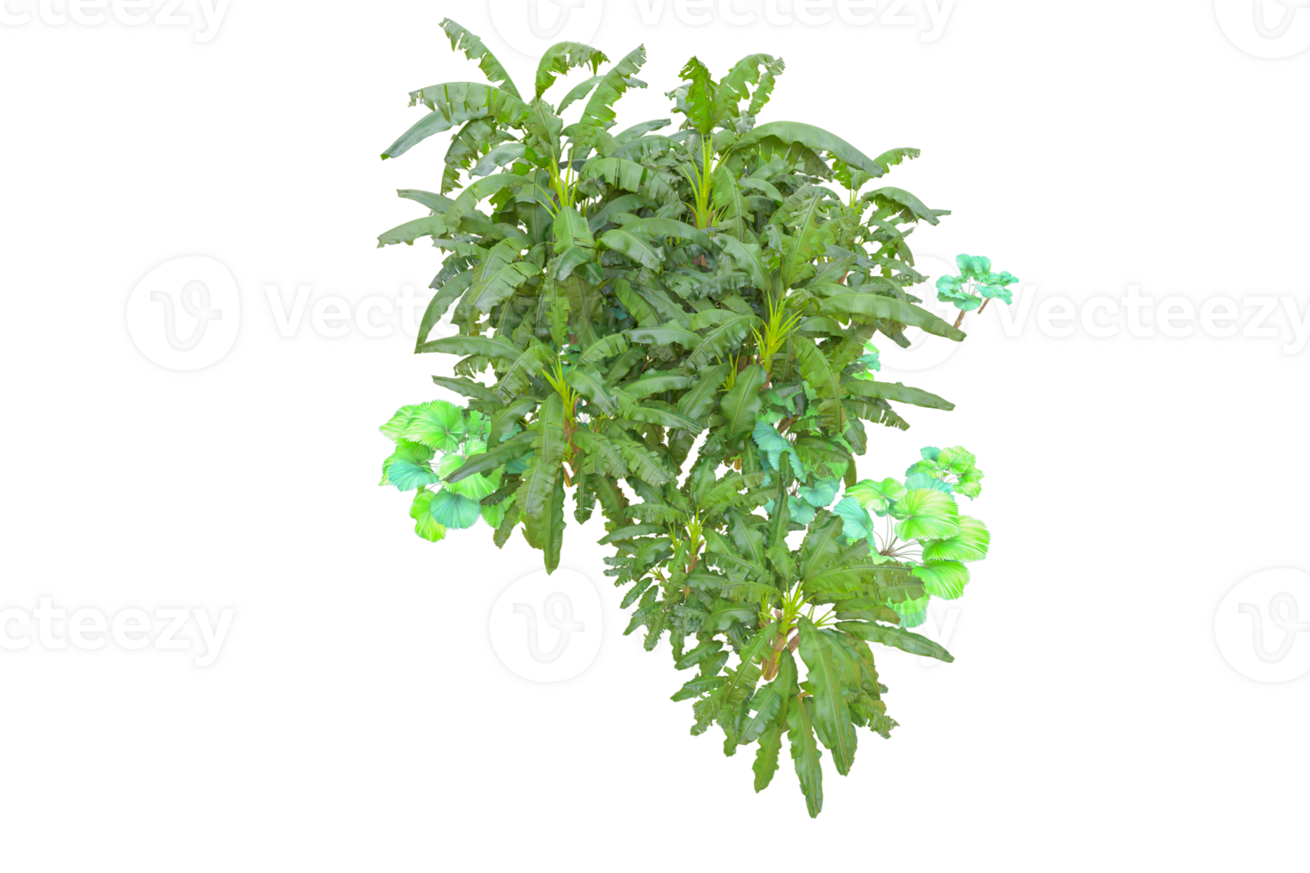 Tropical forest isolated on transparent background. 3d rendering - illustration png