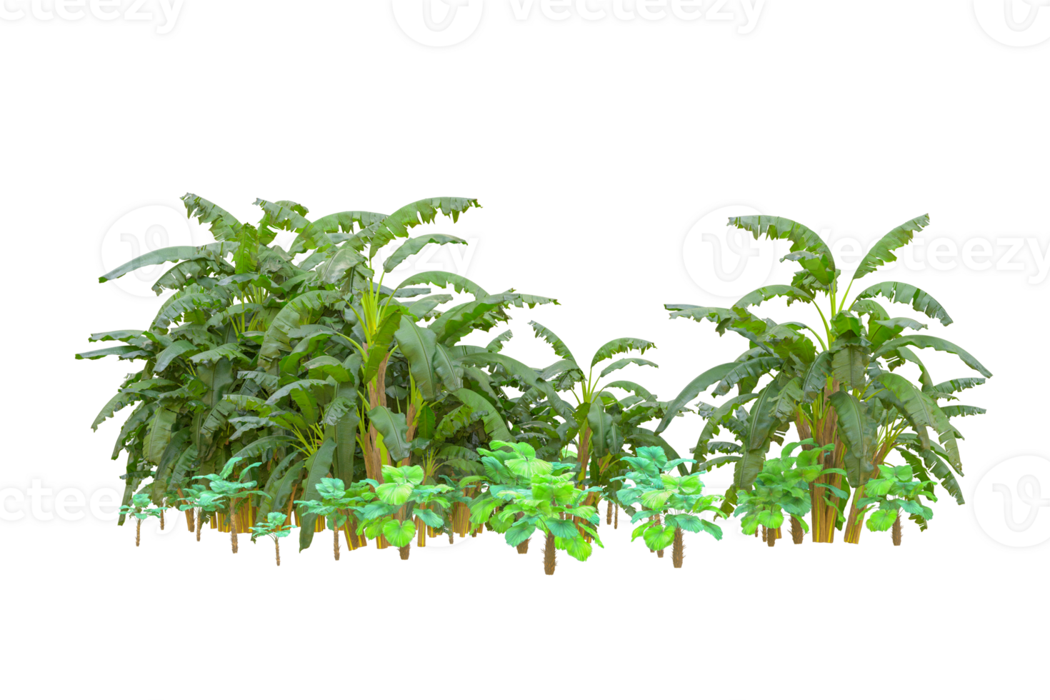 Tropical forest isolated on transparent background. 3d rendering - illustration png