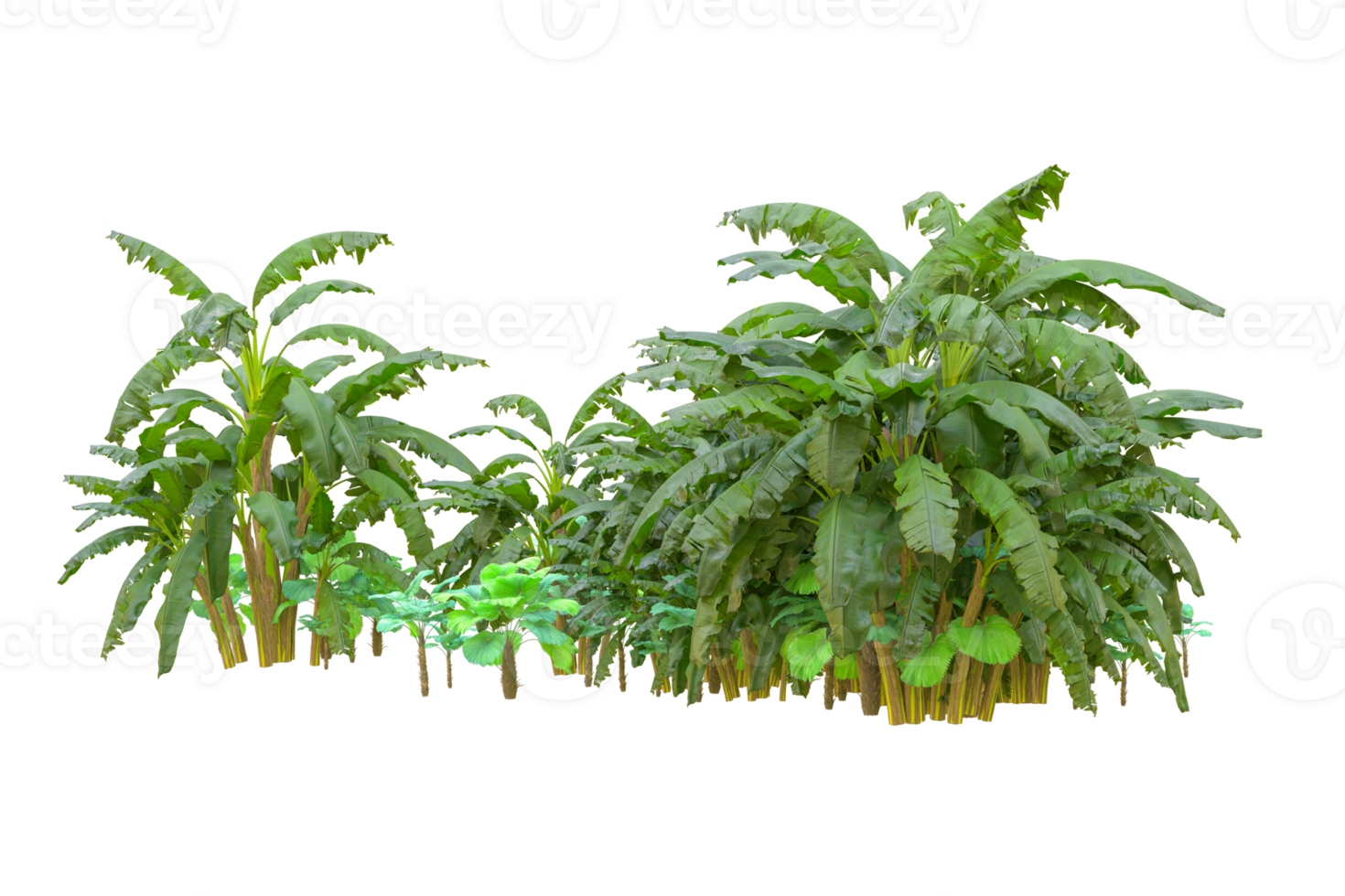 Tropical forest isolated on transparent background. 3d rendering - illustration png