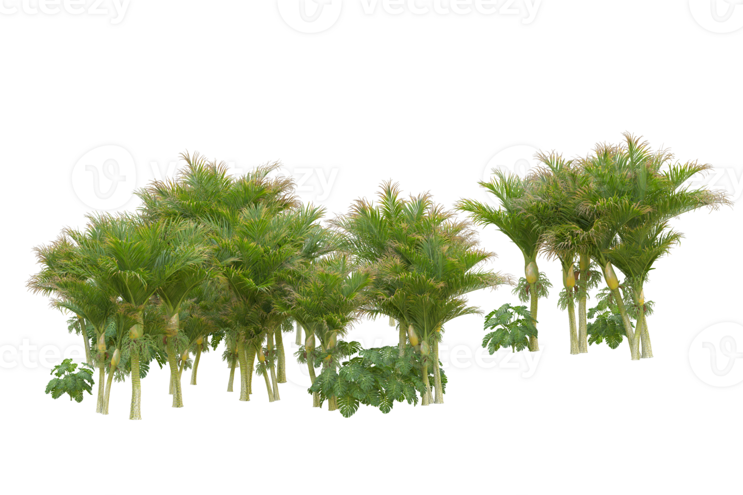 Tropical forest isolated on transparent background. 3d rendering - illustration png