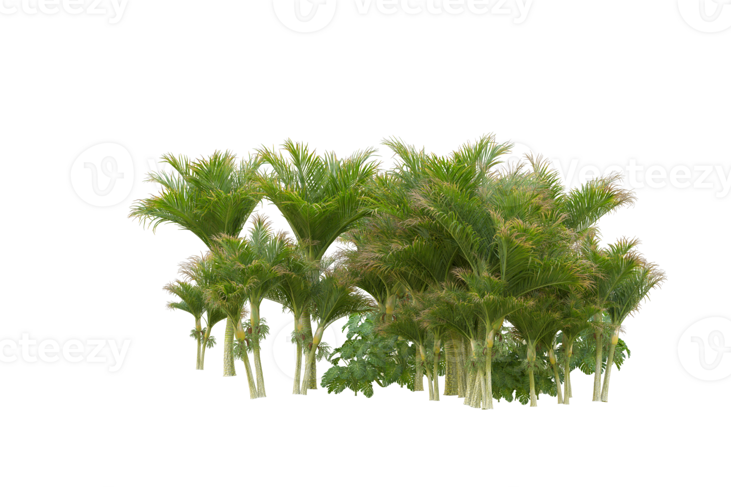Tropical forest isolated on transparent background. 3d rendering - illustration png
