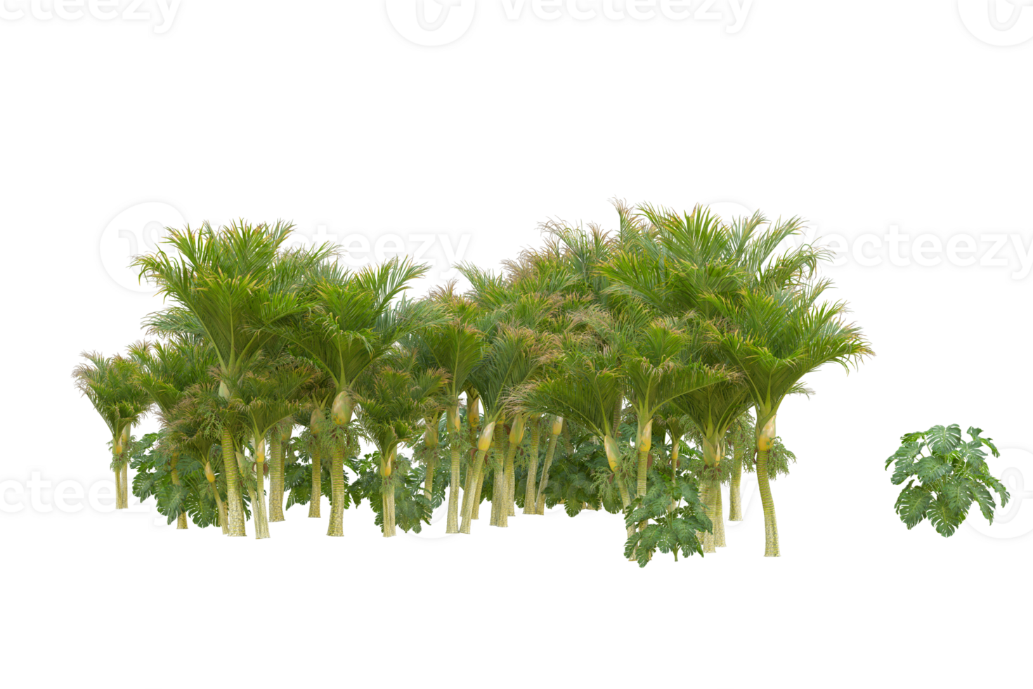 Tropical forest isolated on transparent background. 3d rendering - illustration png