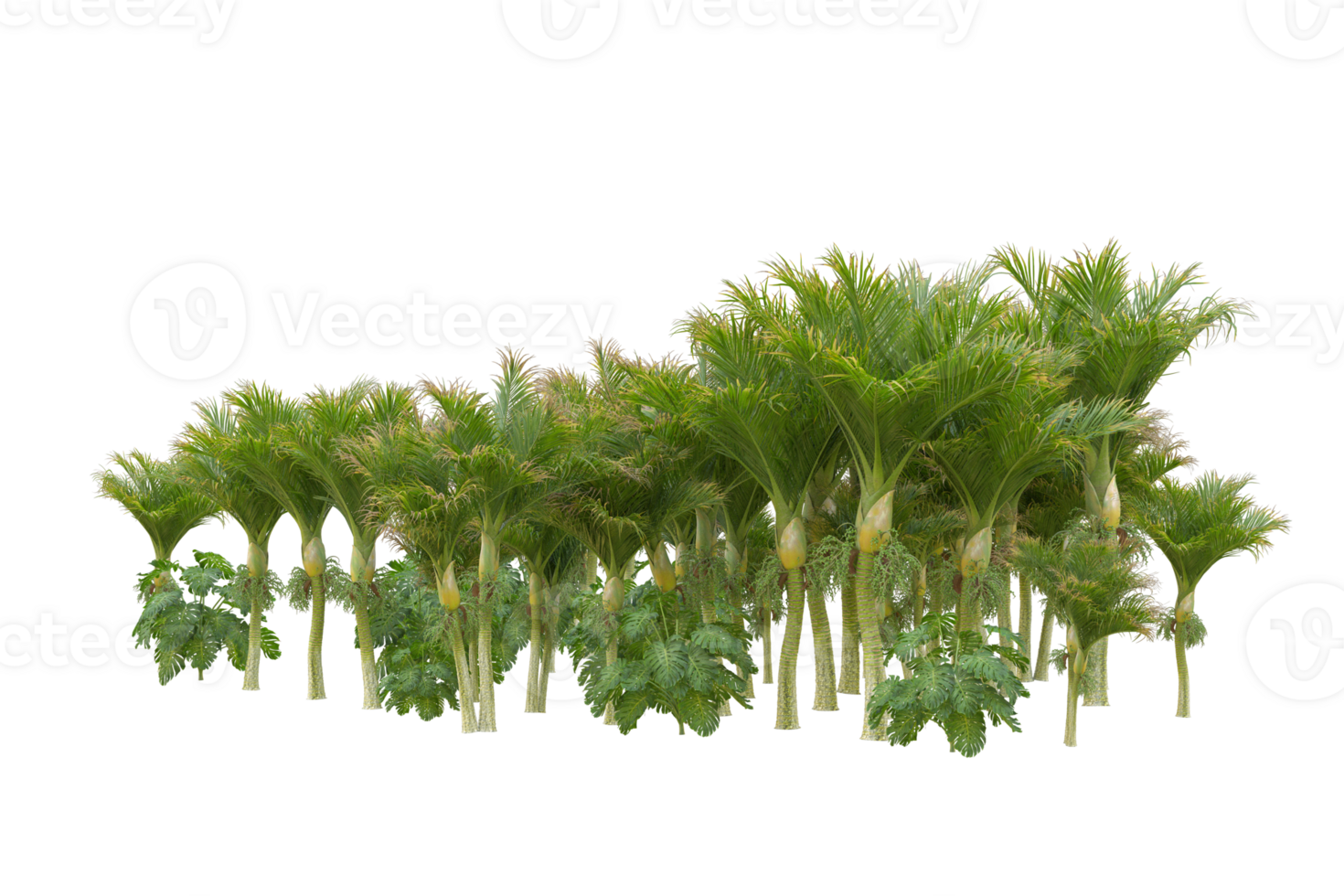 Tropical forest isolated on transparent background. 3d rendering - illustration png
