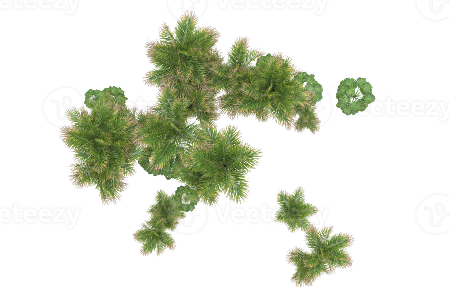Tropical forest isolated on transparent background. 3d rendering - illustration png