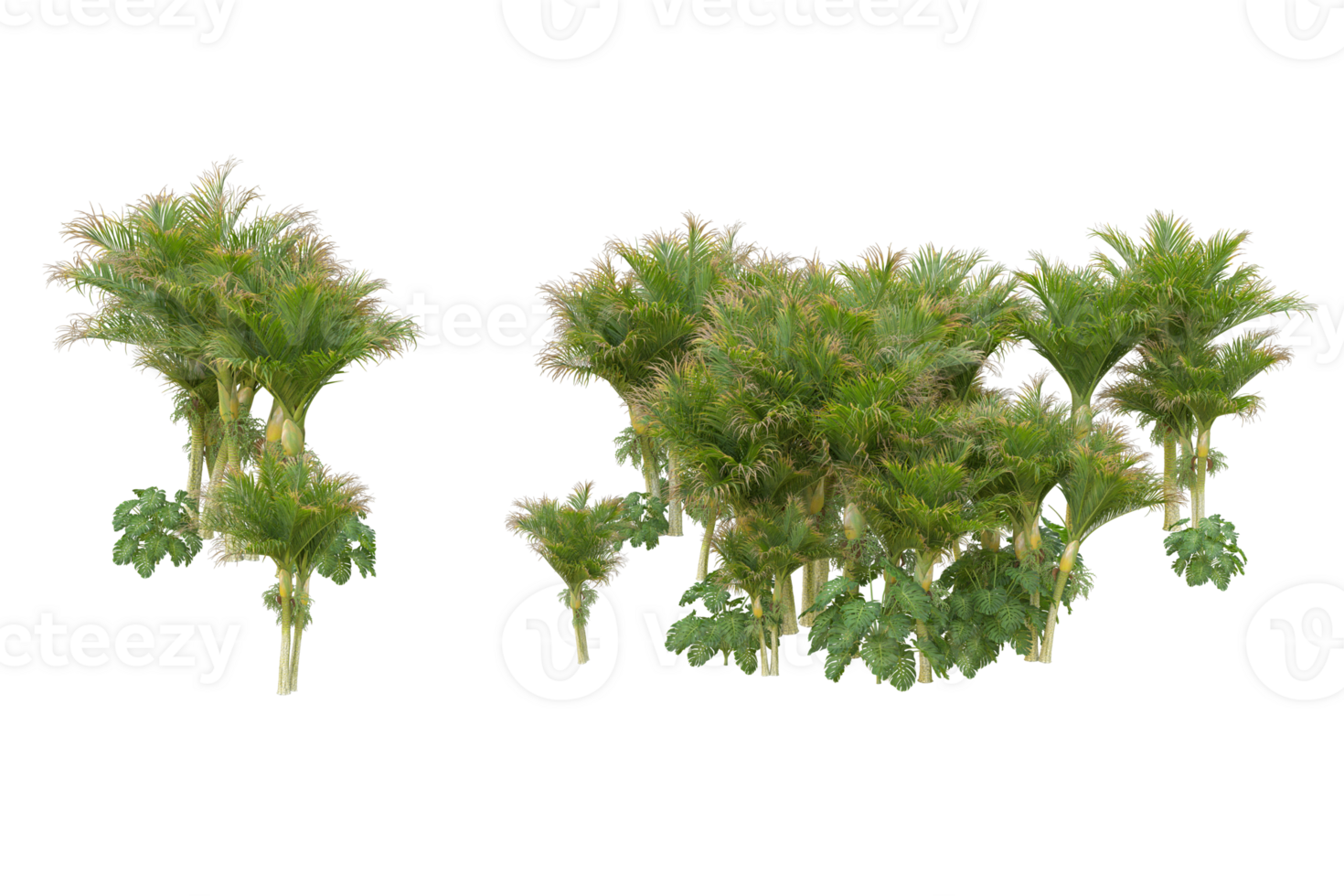 Tropical forest isolated on transparent background. 3d rendering - illustration png