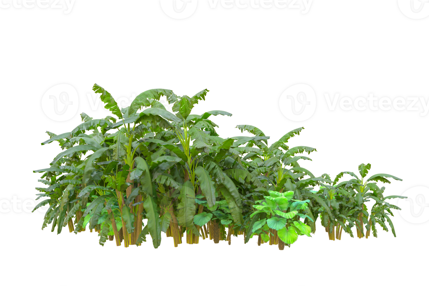 Tropical forest isolated on transparent background. 3d rendering - illustration png