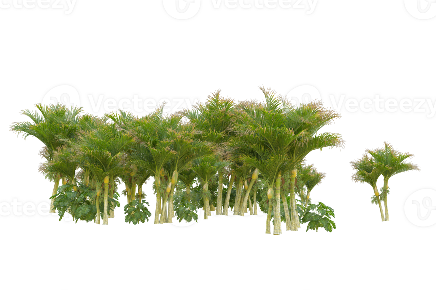 Tropical forest isolated on transparent background. 3d rendering - illustration png
