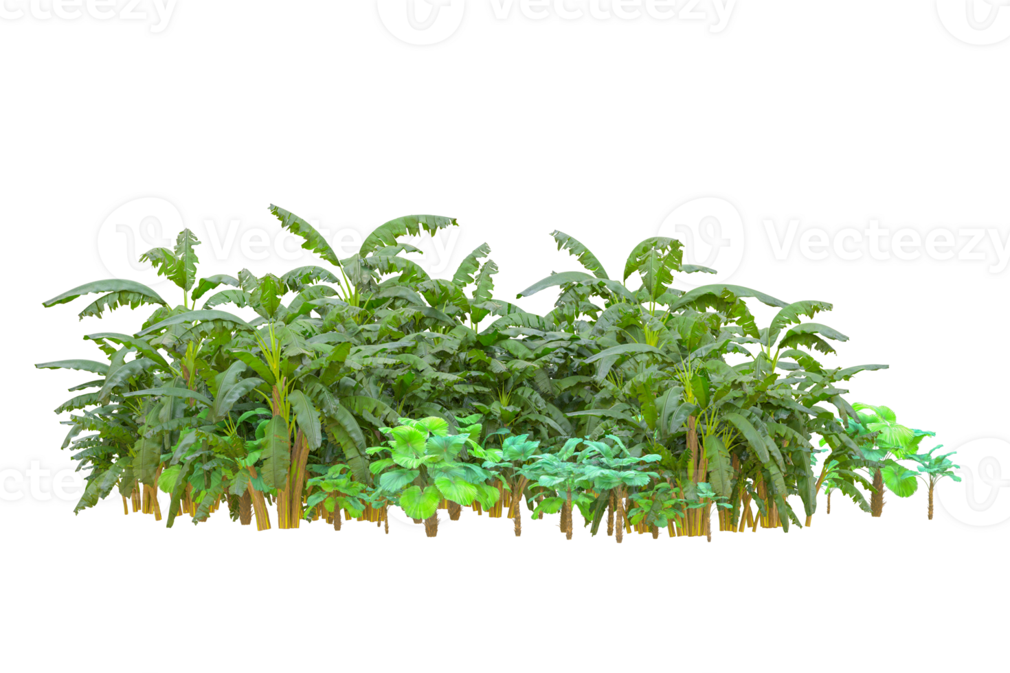 Tropical forest isolated on transparent background. 3d rendering - illustration png