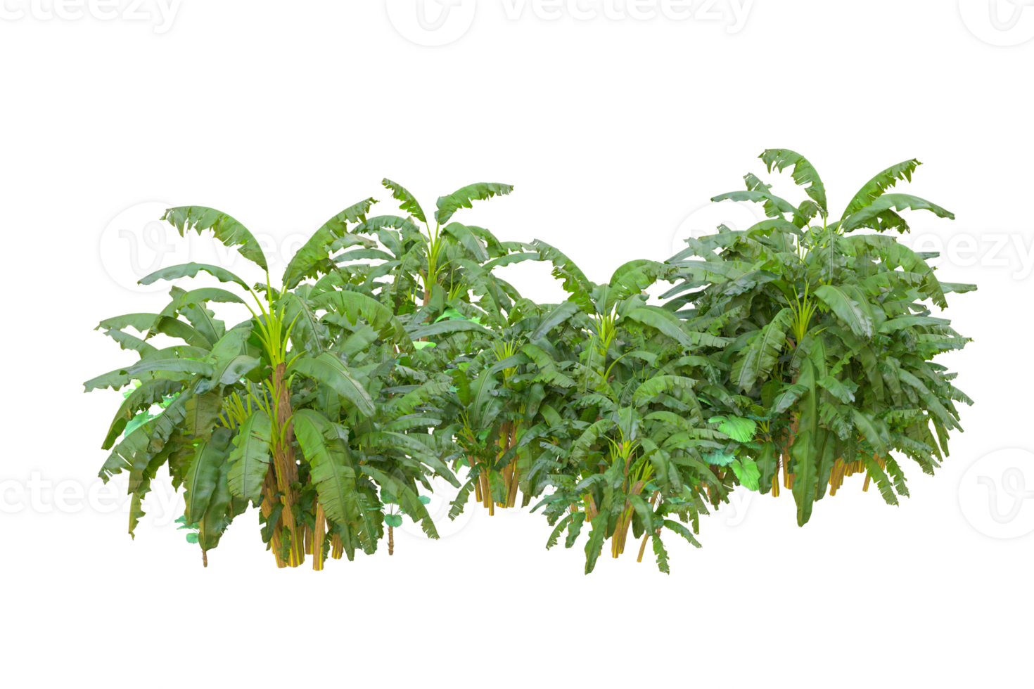 Tropical forest isolated on transparent background. 3d rendering - illustration png