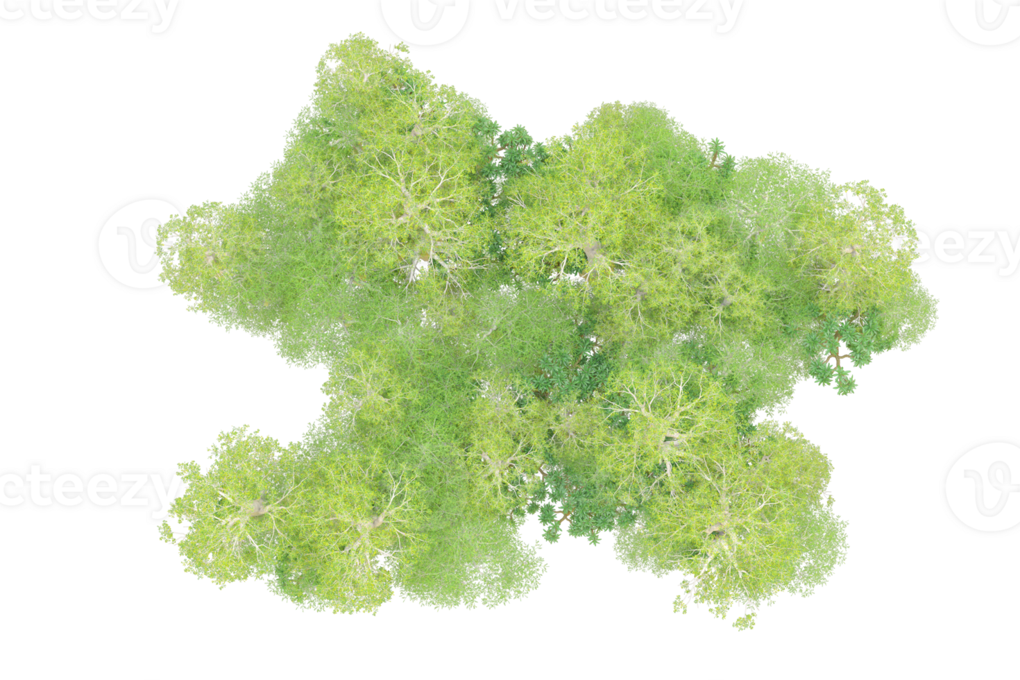Tropical forest isolated on transparent background. 3d rendering - illustration png