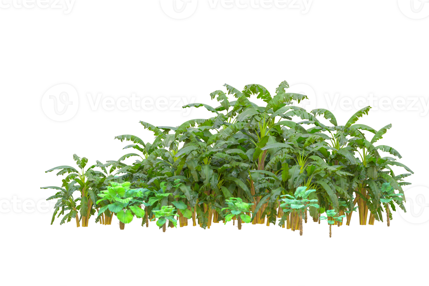 Tropical forest isolated on transparent background. 3d rendering - illustration png
