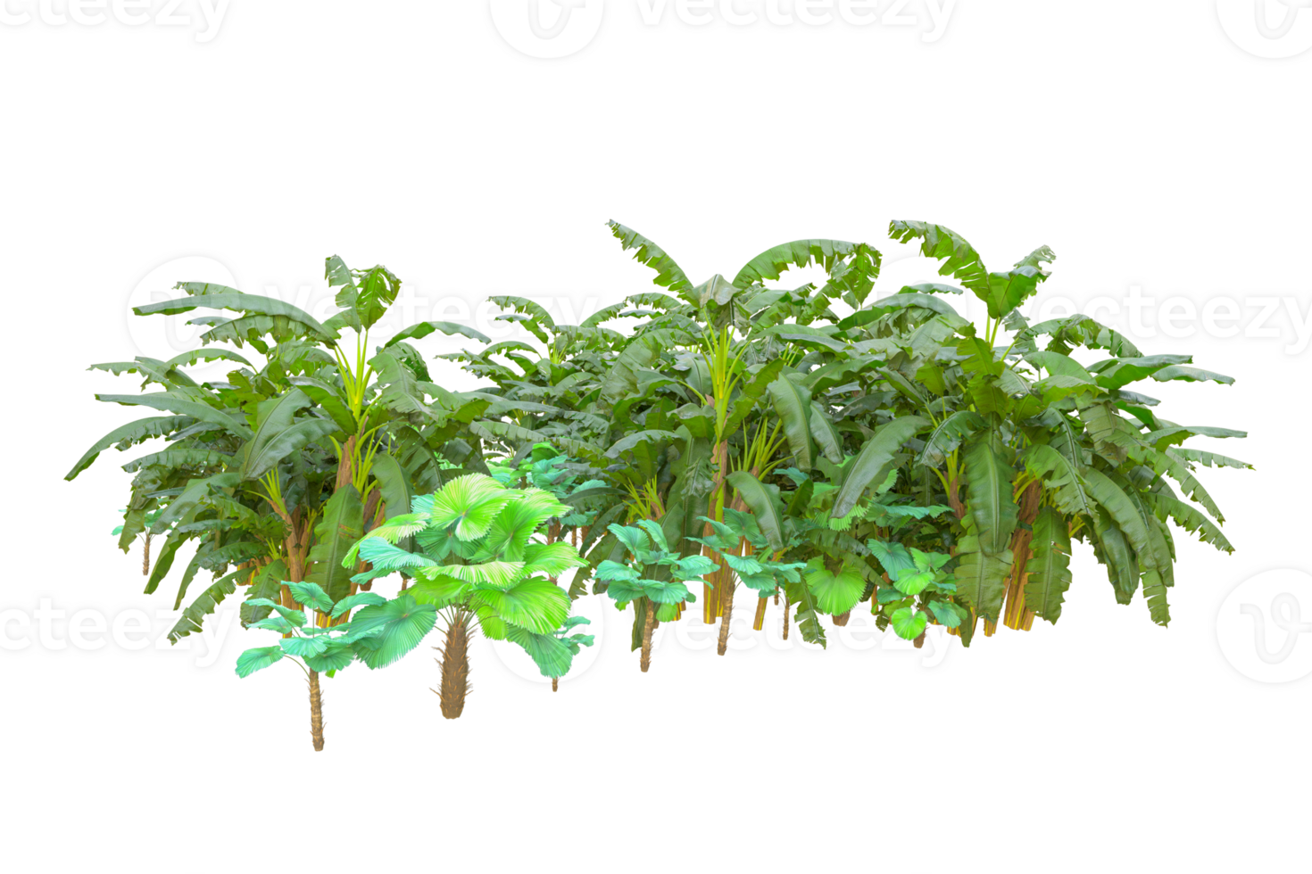 Tropical forest isolated on transparent background. 3d rendering - illustration png