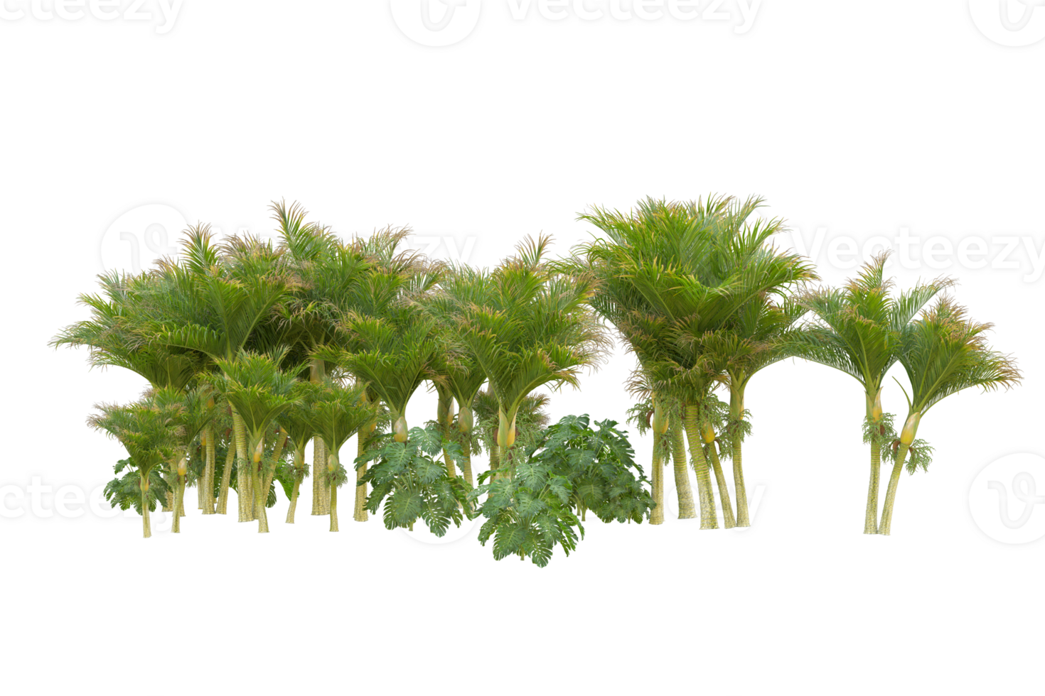 Tropical forest isolated on transparent background. 3d rendering - illustration png