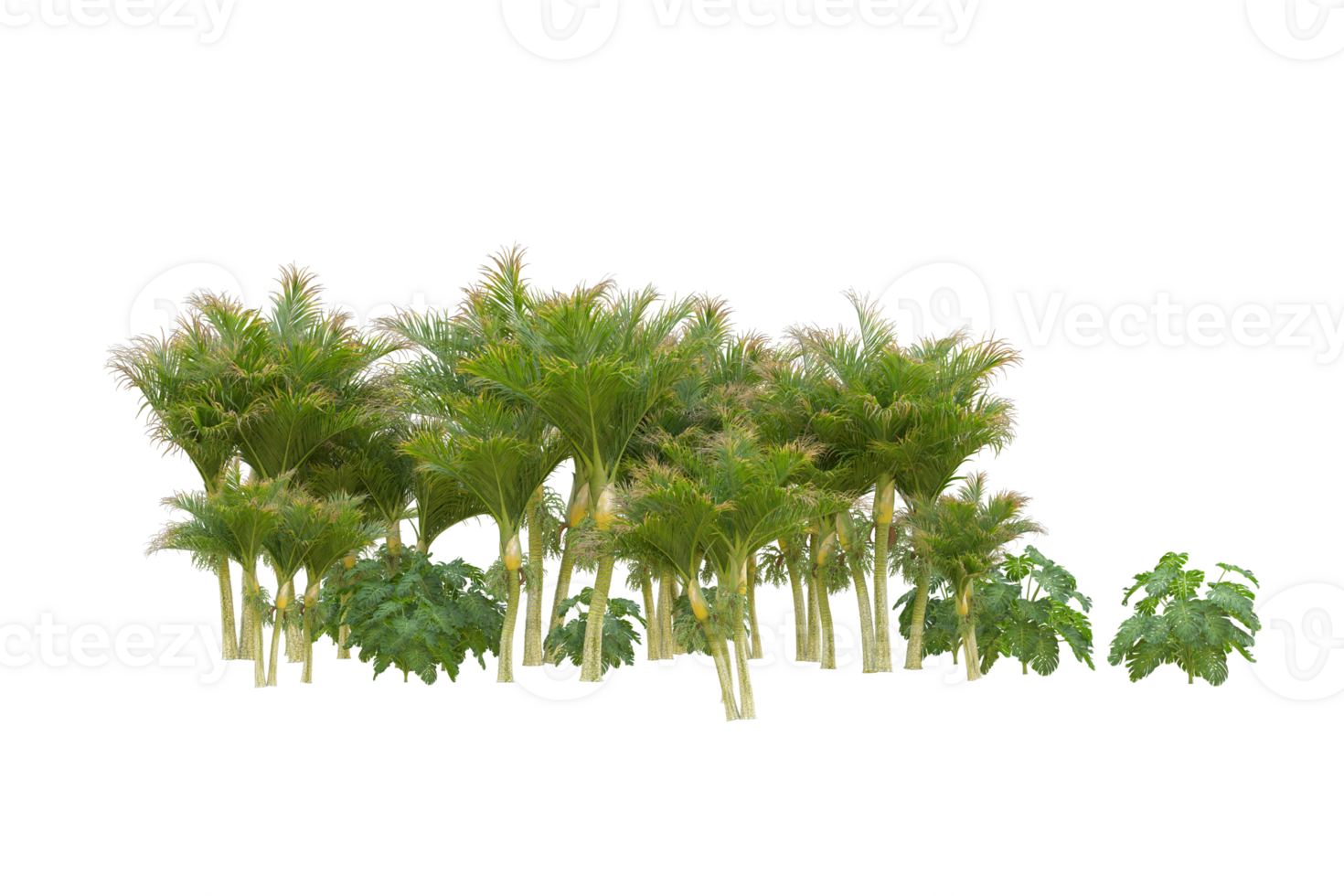 Tropical forest isolated on transparent background. 3d rendering - illustration png