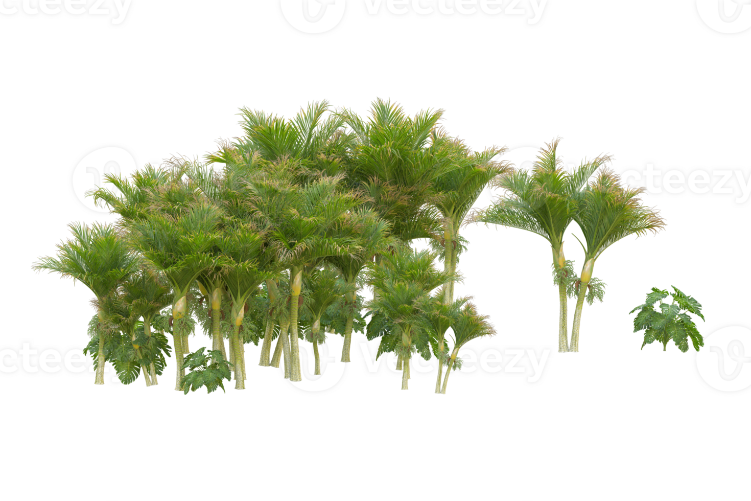 Tropical forest isolated on transparent background. 3d rendering - illustration png