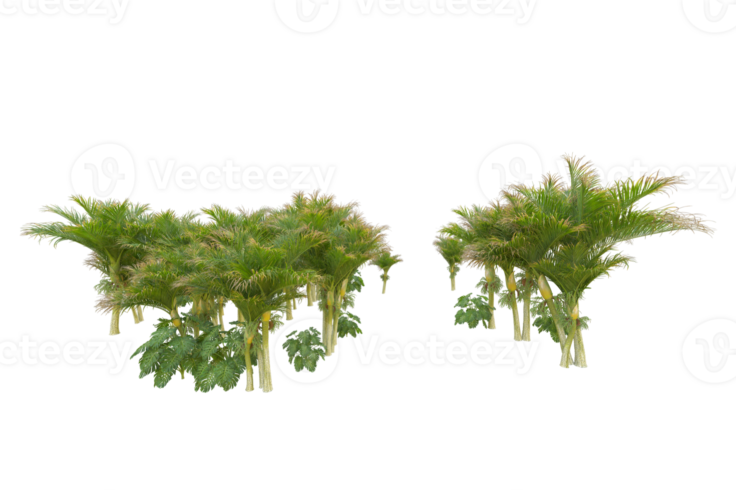 Tropical forest isolated on transparent background. 3d rendering - illustration png