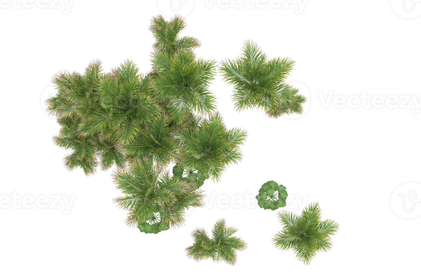 Tropical forest isolated on transparent background. 3d rendering - illustration png