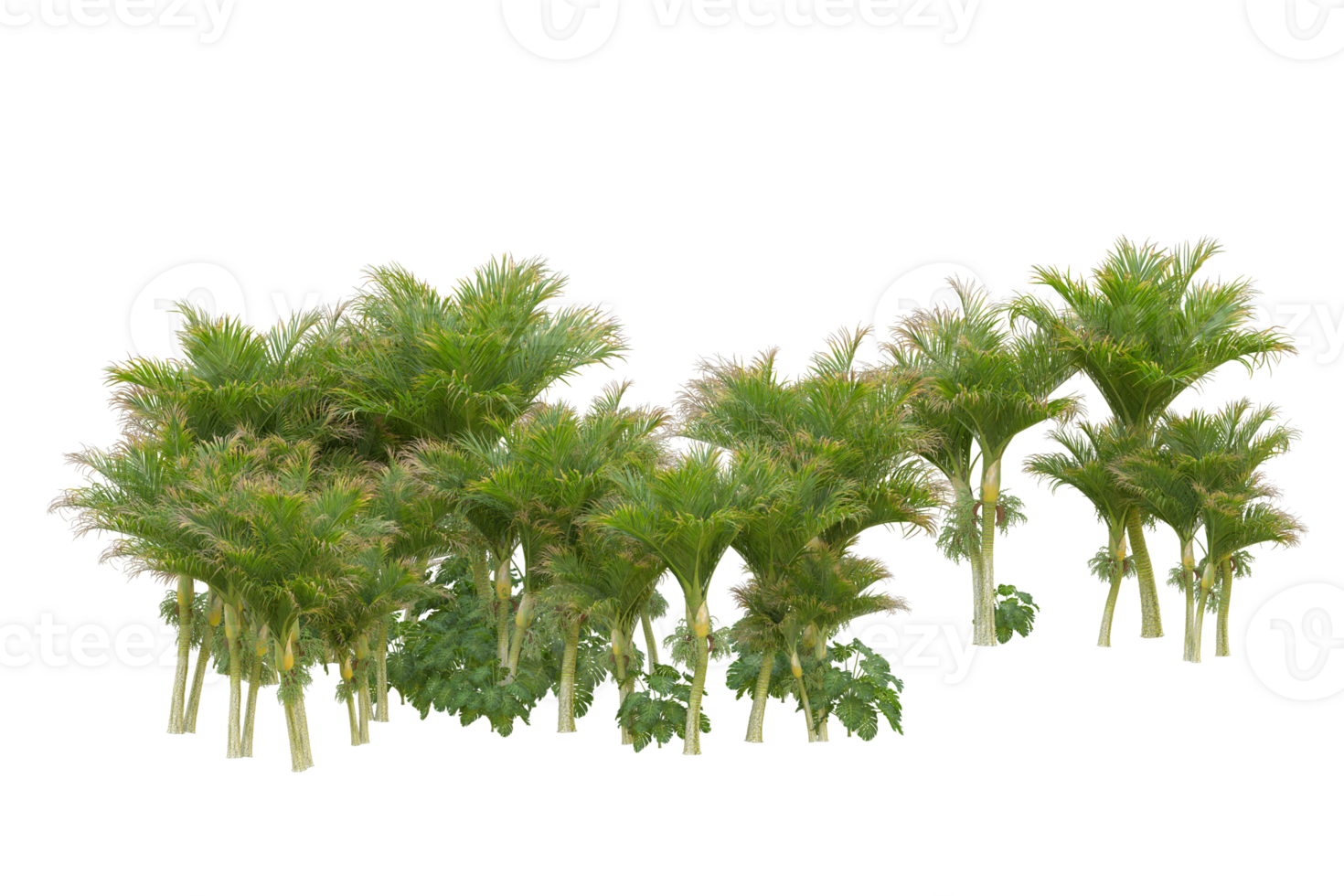 Tropical forest isolated on transparent background. 3d rendering - illustration png