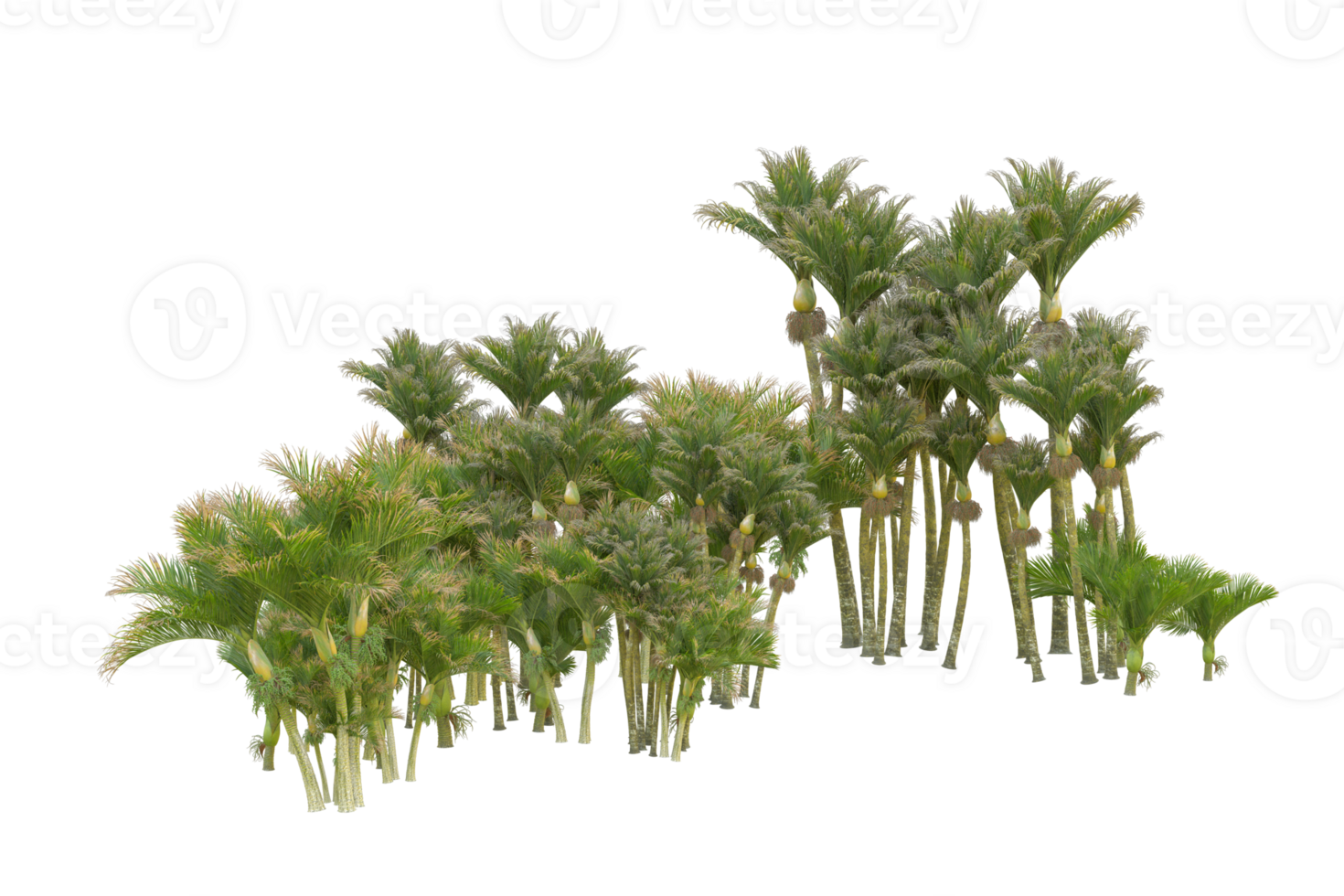 Tropical forest isolated on transparent background. 3d rendering - illustration png