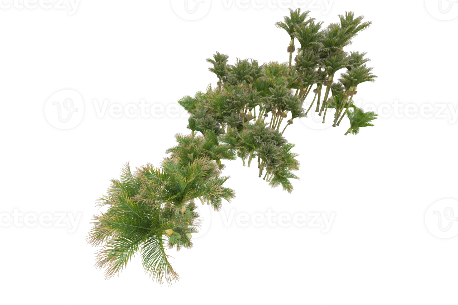 Tropical forest isolated on transparent background. 3d rendering - illustration png