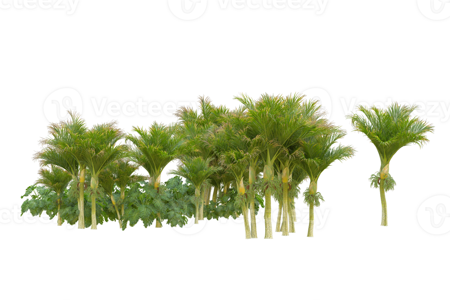 Tropical forest isolated on transparent background. 3d rendering - illustration png