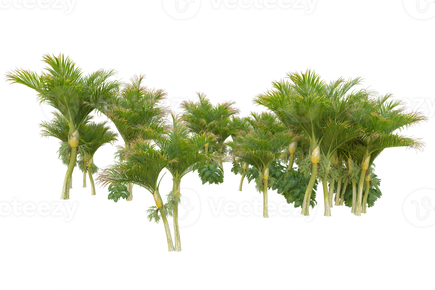 Tropical forest isolated on transparent background. 3d rendering - illustration png