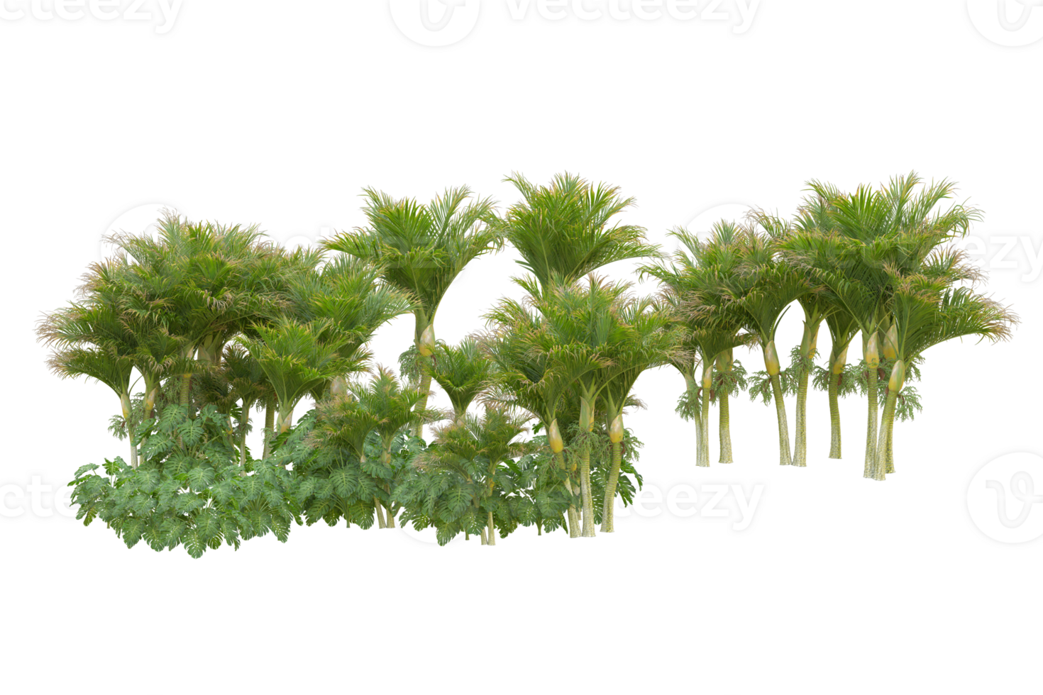 Tropical forest isolated on transparent background. 3d rendering - illustration png