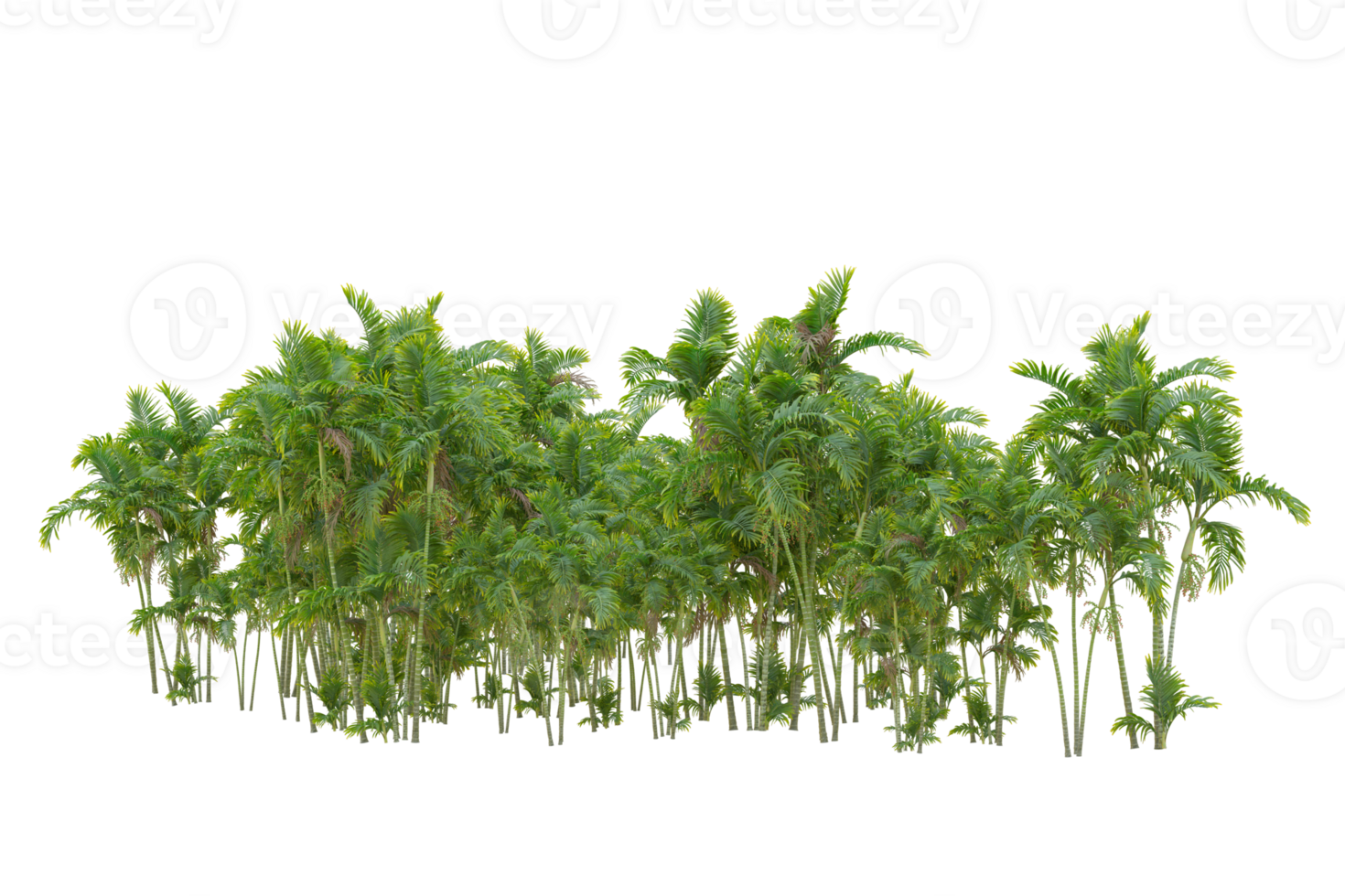Tropical forest isolated on transparent background. 3d rendering - illustration png